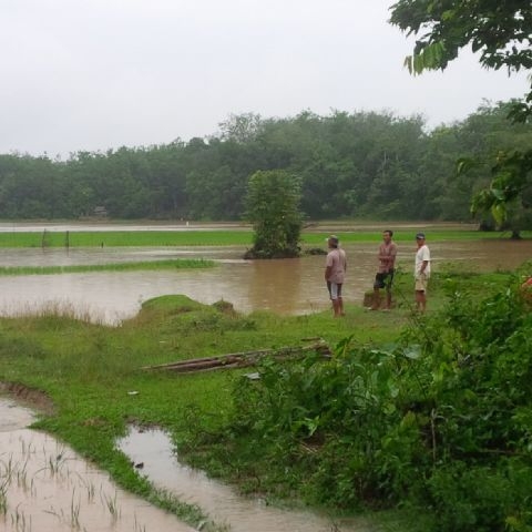 Banjir Landa Kuansing, Ratusan Hektare Sawah Terendam