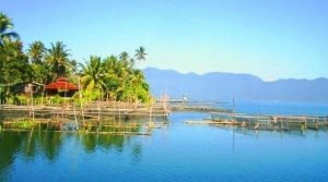 GoRiau Akibat Angin Kencang, 160 Ton Ikan Mati dalam Keramba di Danau Maninjau, Kerugian Rp3,75 Miliar