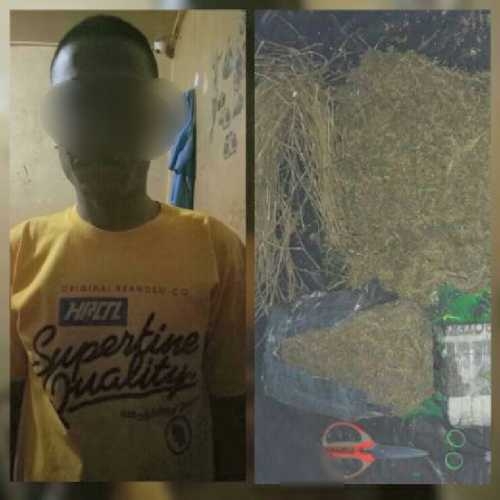 3 Kilogram Daun Ganja Diamankan Aparat Polres Bengkalis dalam Penggerebekan di Bathin Solapan