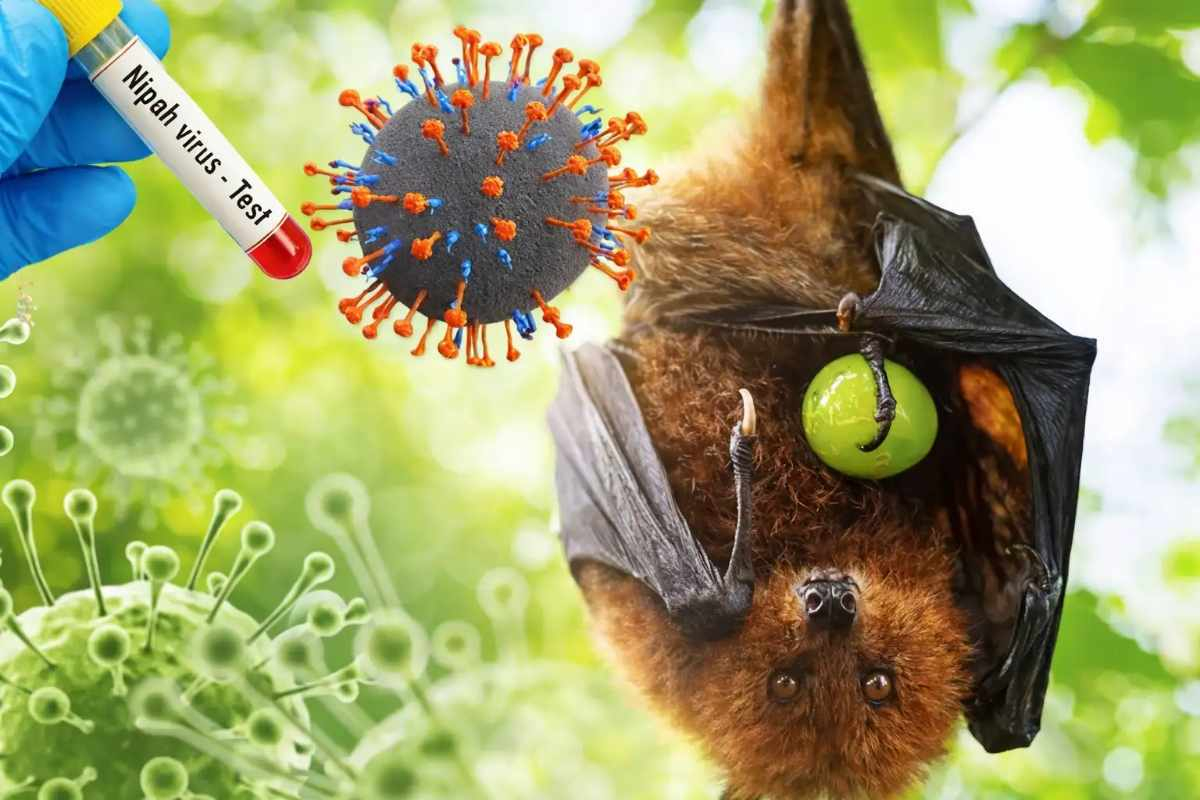 Riau Waspada Ancaman Virus Nipah, Kadiskes Zulkifli: Belum Ada Kasus Terdeteksi
