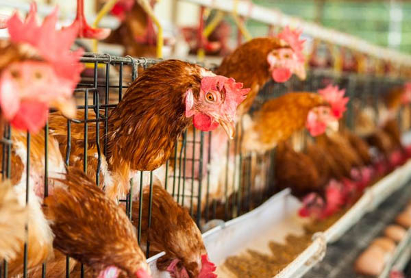 Dinas Peternakan dan Kesehatan Hewan Riau Waspadai Virus Flu Burung setelah Temukan Ayam Mati Mendadak