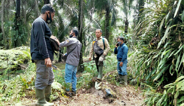 Jejak Gajah Liar Terlacak, BKSDA Riau Lakukan Penggiringan ke TNTN