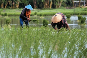 GoRiau Kementerian PUPR Bangun Irigasi di Sawah Laweh - Pesisir Selatan