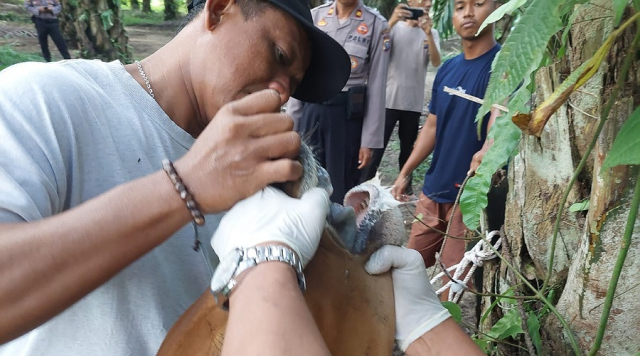 Kasus PMK di Riau Pelalawan Riau Per Tanggal 8 Agustus 2022 Mencapai 126 Ekor Sapi