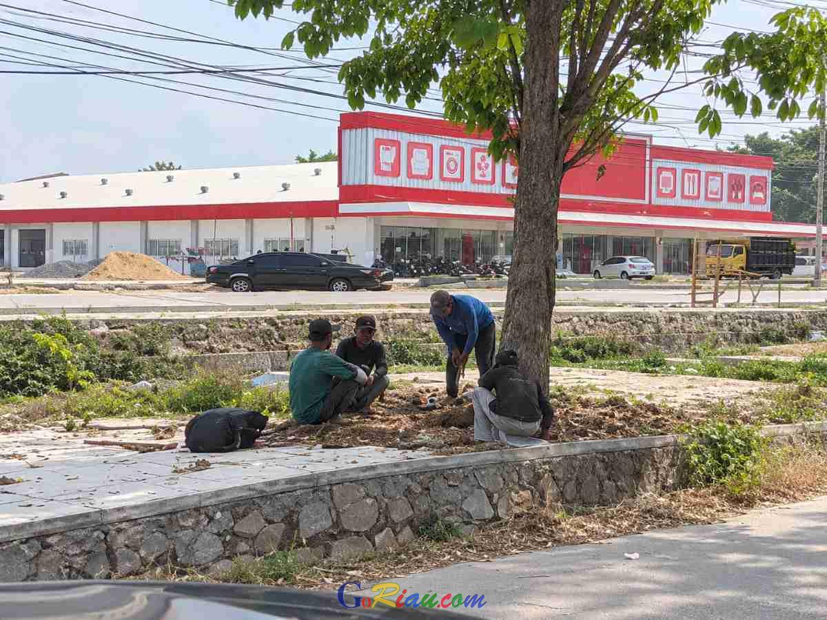 Ruang Hijau Depan Budiman Swalayan Panam Pekanbaru Tergerus, BTM Nilai Relokasi Pohon Abaikan Semangat Green Policing
