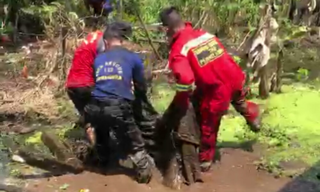 Muncul di Pemukiman Warga, DPKP Inhil Evakuasi Buaya Muara Sepanjang Dua Meter