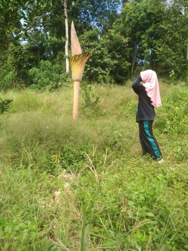 Warga Temukan Bunga Bangkai di Petai Kuansing