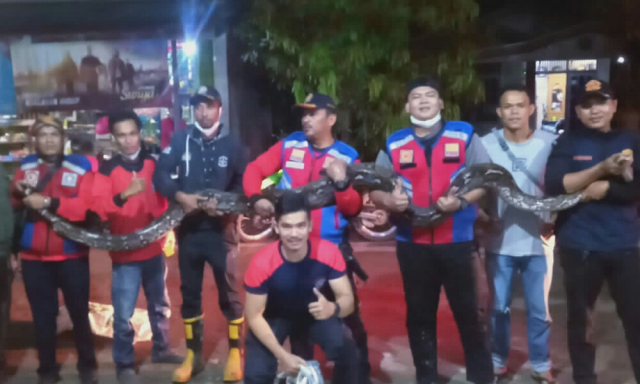 Geger! Ular Piton Sepanjang 5 Meter Muncul dalam Selokan di Tembilahan Inhil