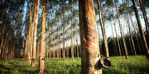 Disbun Riau Imbau Masyarakat tidak Alih Fungsikan Lahan Menjadi Kebun Kelapa Sawit