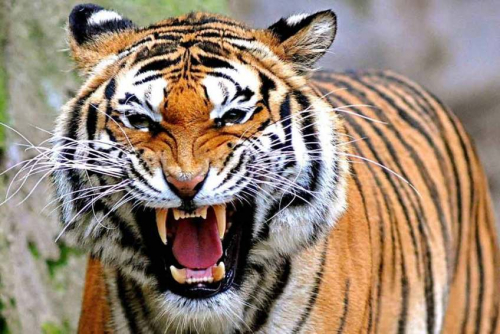 Harimau Teror Mahasiswa di Kampus Unsri, Ada yang Lihat dan Dengar Aumannya, Sudah Hampir Sepekan