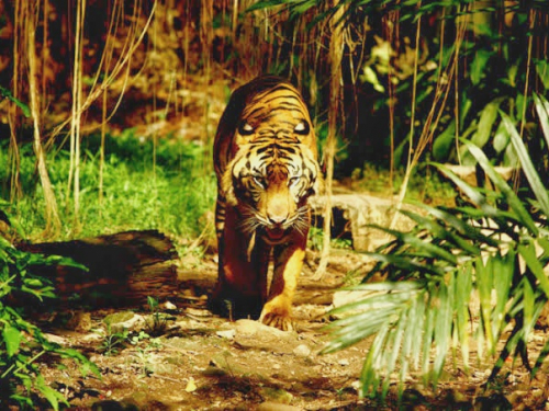 Ini Analisa BBKSDA Riau Mengapa Harimau Sumatera Berani Menampakkan Diri ke Warga