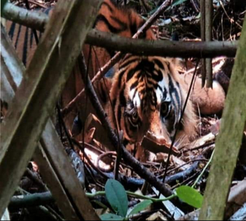Jumlah Harimau Sumatera Hanya Tersisa 77 Ekor di Riau