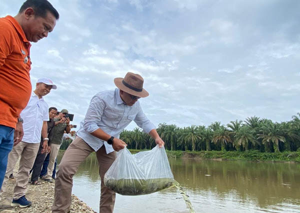 Tingkatkan Kelestarian Sungai, PTPN V Kembali Sebar Ratusan Ribu Benih Ikan