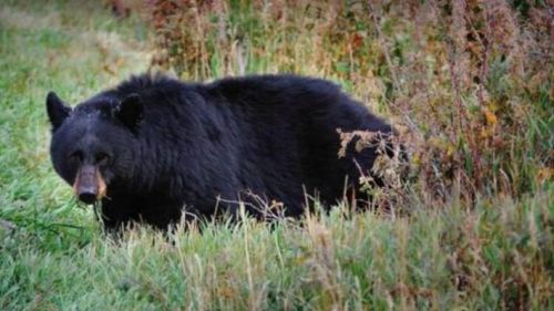 Masuki Kampung di Rohul, Satu dari Dua Beruang Mati Ditombak Warga