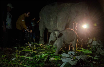 GoRiau PKG Sebanga Bengkalis Riau Dapat Penghuni Baru, Gajah Fuja Lahirkan Bayi Betina