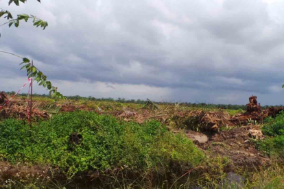 GoRiau Gerakan Riau Hijau Diklaim Sebagai Komitmen Kurangi Emisi