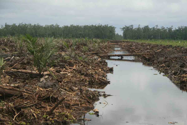 BRG Telah Restorasi 209.977 Hektare Gambut di Riau