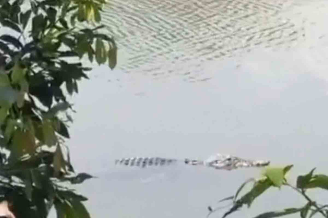 Diduga Ingin Bertelur, Buaya Senyulong Tampakkan Diri di Desa Kuntu