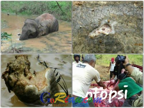 WWF Riau Sesali Pemilik Lahan Konsesi Kurang Memperhatikan Keberadaan Satwa Liar di Wilayahnya