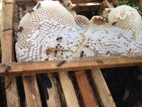 Pasir Pengaraian Hasilkan Madu Lebah Apis Cerana Berkualitas, Begini Cara Mengembangbiakkannya