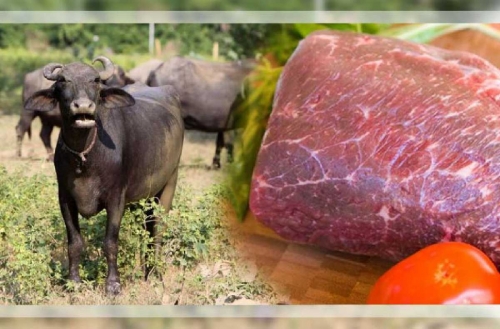 Dijatah Daging Kerbau 20 Ton, Bulog Divre Riau-Kepri Prediksi Kampar Tertinggi Tingkat Konsumsi