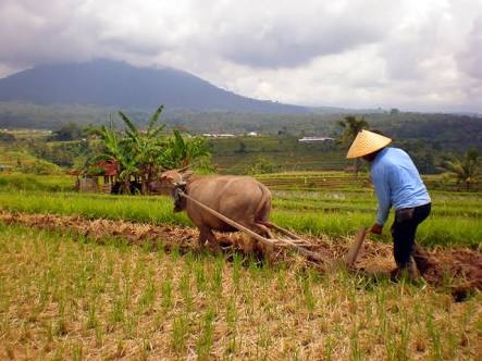 NTP Agustus Naik, Petani di Riau Tercatat Mulai Sejahtera