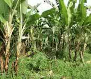 GoRiau Perkosa Siswi SMP di Kebun Pisang dan Videokan, Buruh Bangunan Mengaku Iseng
