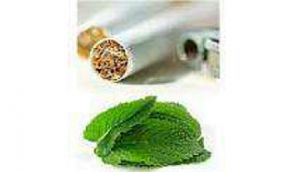 GoRiau Hasil Penelitian, Rokok Menthol Lebih Mematikan