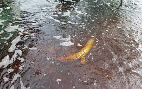 Wah, Ada Buaya Ikan Ditemukan Mati di Lokasi Banjir Jalan Lintas Bono Teluk Meranti