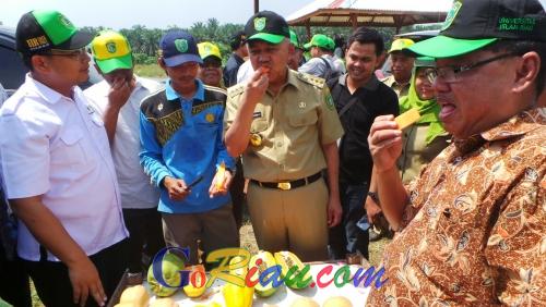 Pergi ke Siak Hulu, Gubernur Riau Belah Pepaya dan CIcipi Hasil Panen Mahasiswa Agribisnis UIR