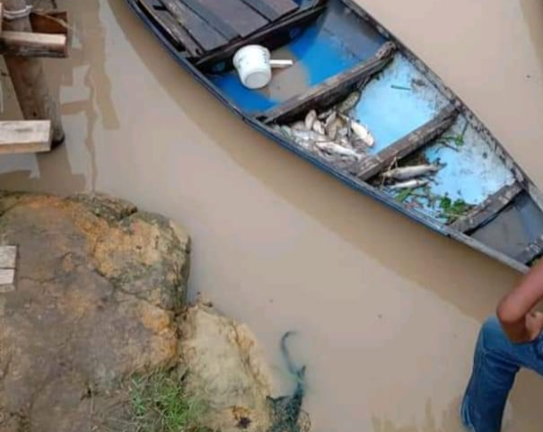 Sungai Diduga Tercemar Limbah PT SIPP, 2 Ton Ikan Mati dan 70 KK Nelayan di Duri Kehilangan Mata Pencarian