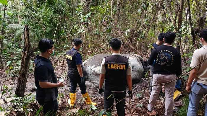 Pelaku Masih Misterius, 33 Saksi Sudah Diperiksa Terkait Kematian Gajah Tanpa Kepala di Ukui