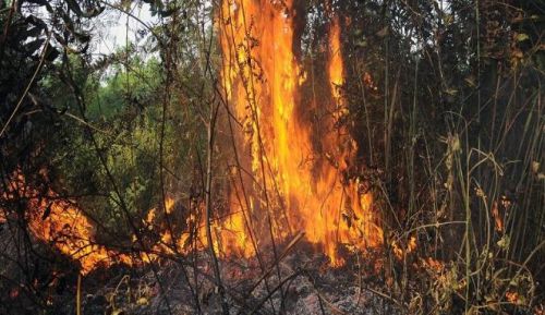Satelit Amerika Dioperasikan Singapura Menyatakan di Riau Kembali Marak Kebakaran Lahan