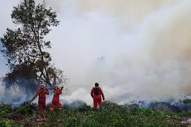 GoRiau Empat Titik Karhutla Landa Riau, Petugas Andalkan Pemadaman Jalur Darat