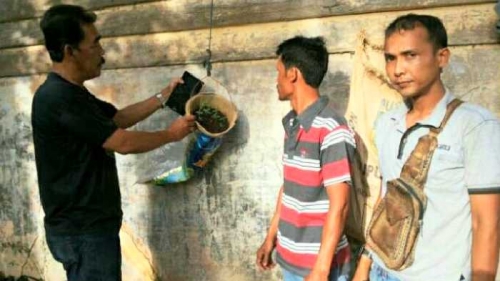 Polisi Temukan 12 Batang Tanaman Ganja dari Penggeledahan Rumah Pengedar Narkoba di Rohul