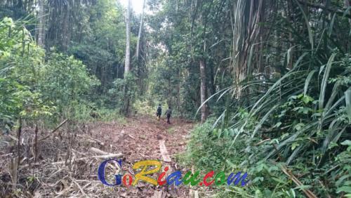 Pastikan Tidak Ada Pembabatan Hutan Lindung di Tasik Nambus, Disparpora Meranti Tinjau Langsung ke Lokasi