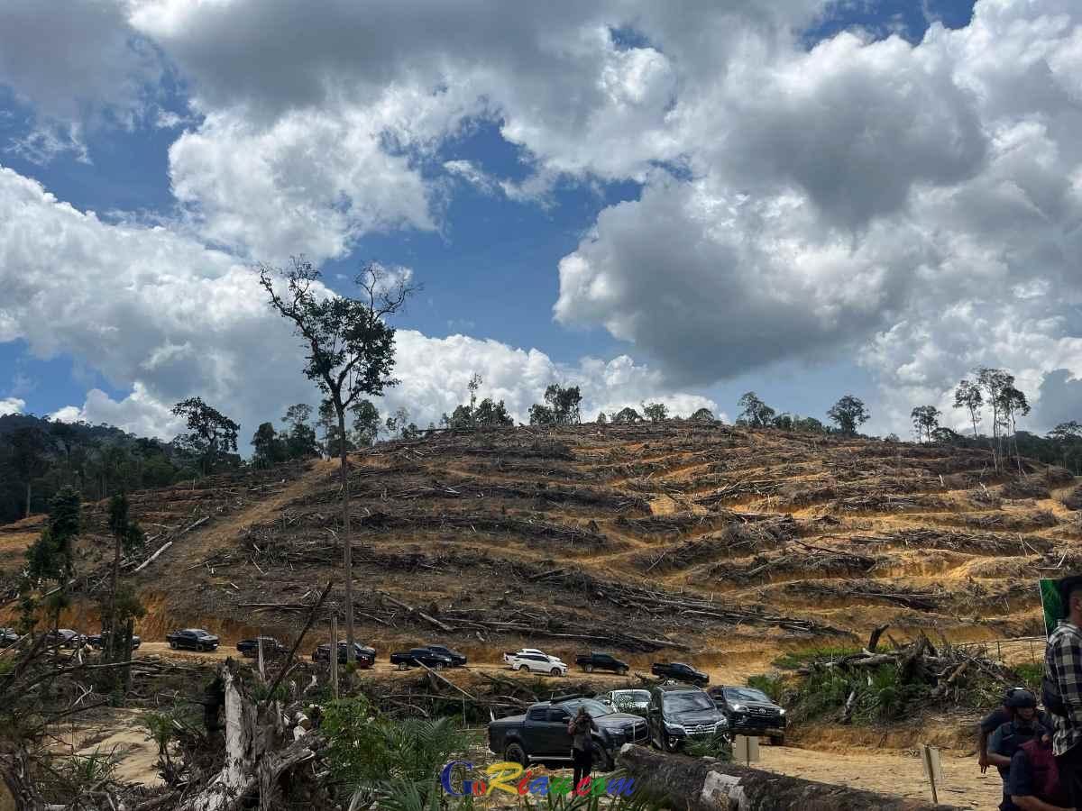 Tindak Pidana Kehutanan di Siabu XIII Koto Kampar, Polda Riau Disarankan Verifikasi Mendetail Status Hutan
