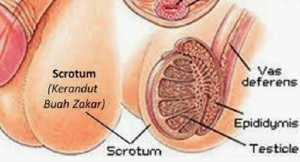 GoRiau Wanita Ini Ngotot Punya Anak dari Jasad Tunangannya, Begini Caranya