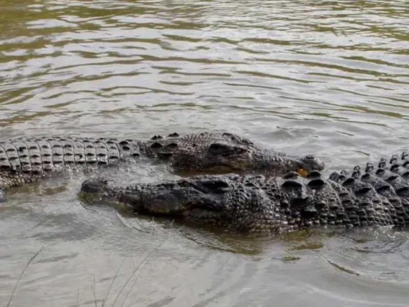 Buaya Tiga Meter Teror Warga Tembilahan, Tim DPKP Inhil Sisir Aliran Sungai