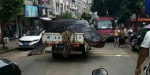 GoRiau Warga Kota Dihebohkan Hiu Paus Raksasa Naik Truk di Jalan Raya, Ini Penampakannya