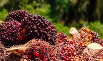 GoRiau Harga TBS Mitra Plasma Sawit Riau Naik, Umur 9 Tahun Tembus Rp3.686 per Kg