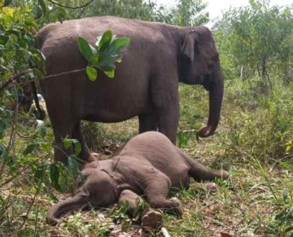 GoRiau Gajah ‘Tari’, Anak Angkat Kapolda Riau, Ditemukan Mati Mendadak di TNTN, Usianya Baru Dua Tahun