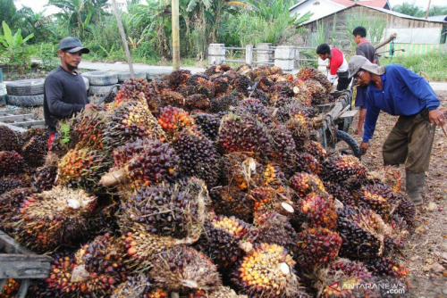 Berangsur Pulih, Harga TBS Kelapa Sawit di Riau Naik Jadi Rp1.844,28 per Kg