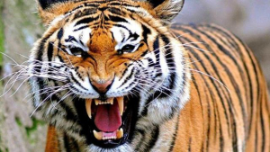 Terjadi di Muara Enim, Harimau Mendadak Lepas Cengkeraman Saat Bertatapan dengan Petani yang Diserangnya