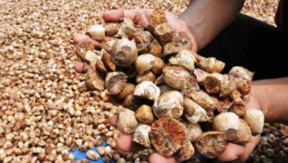GoRiau Harga Pinang Kering Naik di Riau Jadi Rp9.775