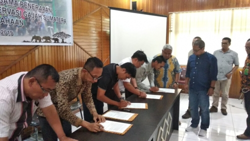 Populasi Gajah Sumatera di Riau Menurun, BBKSDA dan Perusahaan Terapkan BMP
