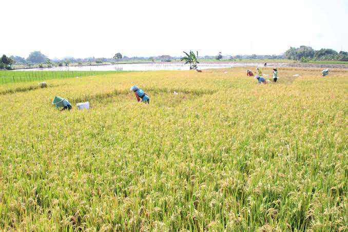 Riau Baru Sanggup Penuhi 27 Persen Kebutuhan Beras Lokal