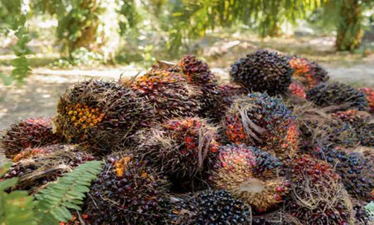 Harga Sawit Plasma Riau Turun, CPO Jadi Biang Kerok