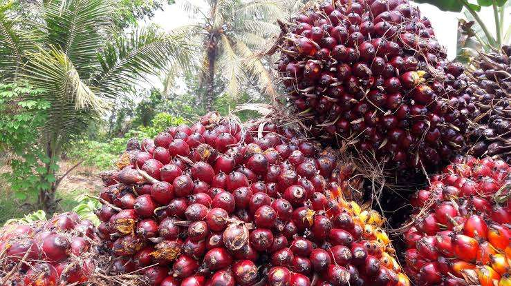 Harga CPO Melandai, Nilai Jual TBS Sawit Swadaya Riau Turun Tipis Jadi Rp3.642