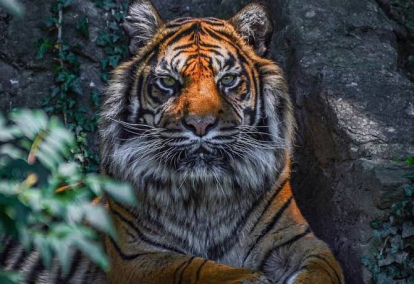Harimau kembali Telan Korban di Inhil, Korban Tewas dengan Tangan Kanan Terputus
